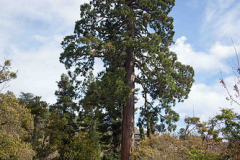 monterron-4
